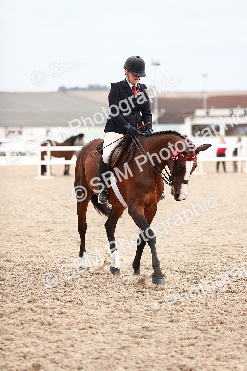 SBM_17597 - Class 215 Ridden Hack/ Riding Horse