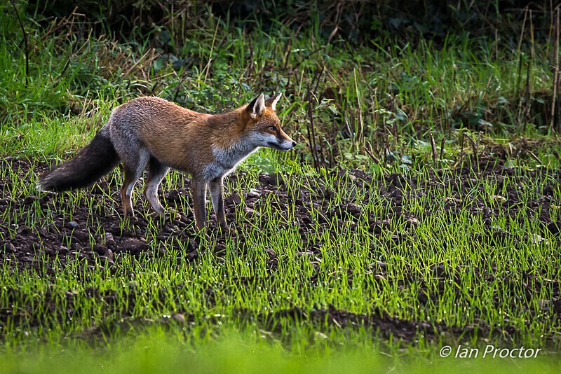 Attentive! - Red Fox (Vulpes vulpes) - Nature