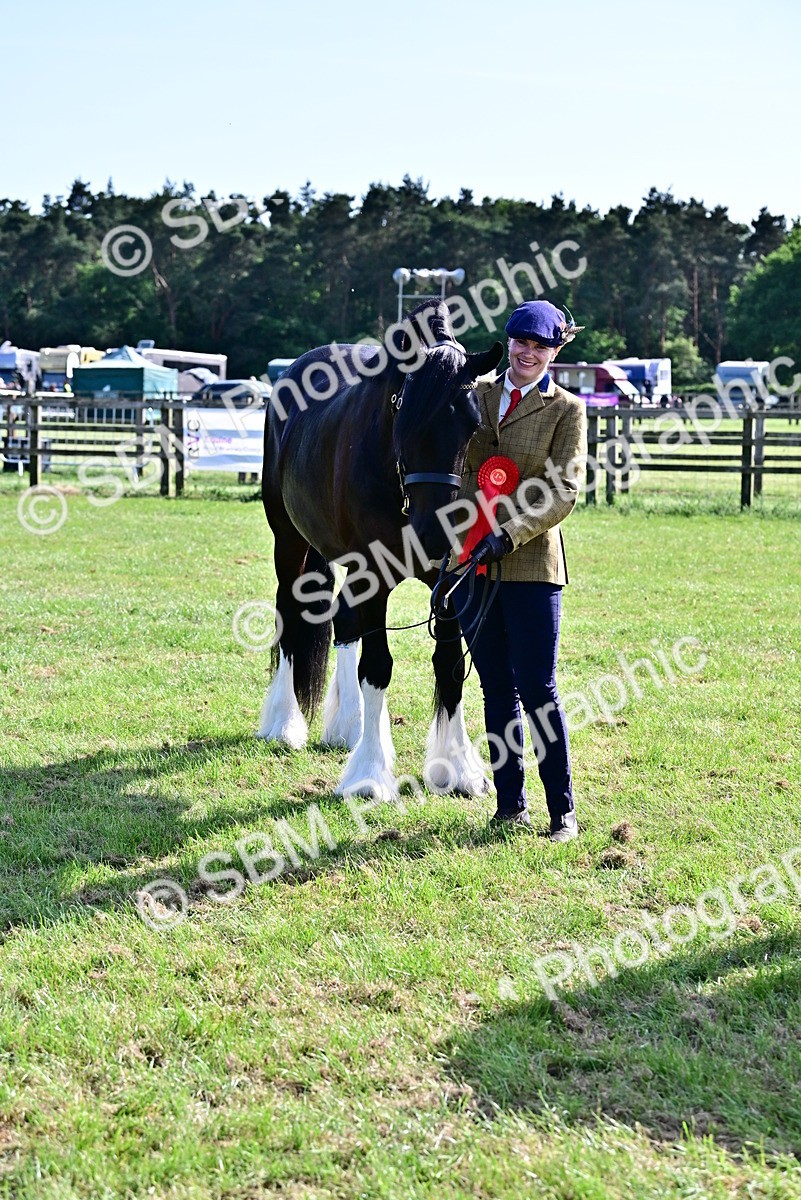 SBM_10048 - Class 63-65 - Traditional Gypsy Cobs In Hand & Ridden