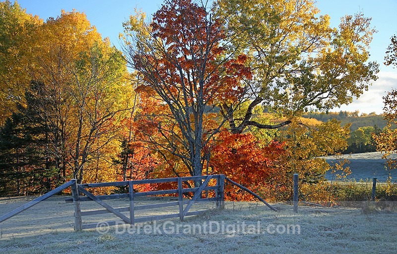 Old Wooden Fence in Autumn New Brunswick Canada Fall Foliage
