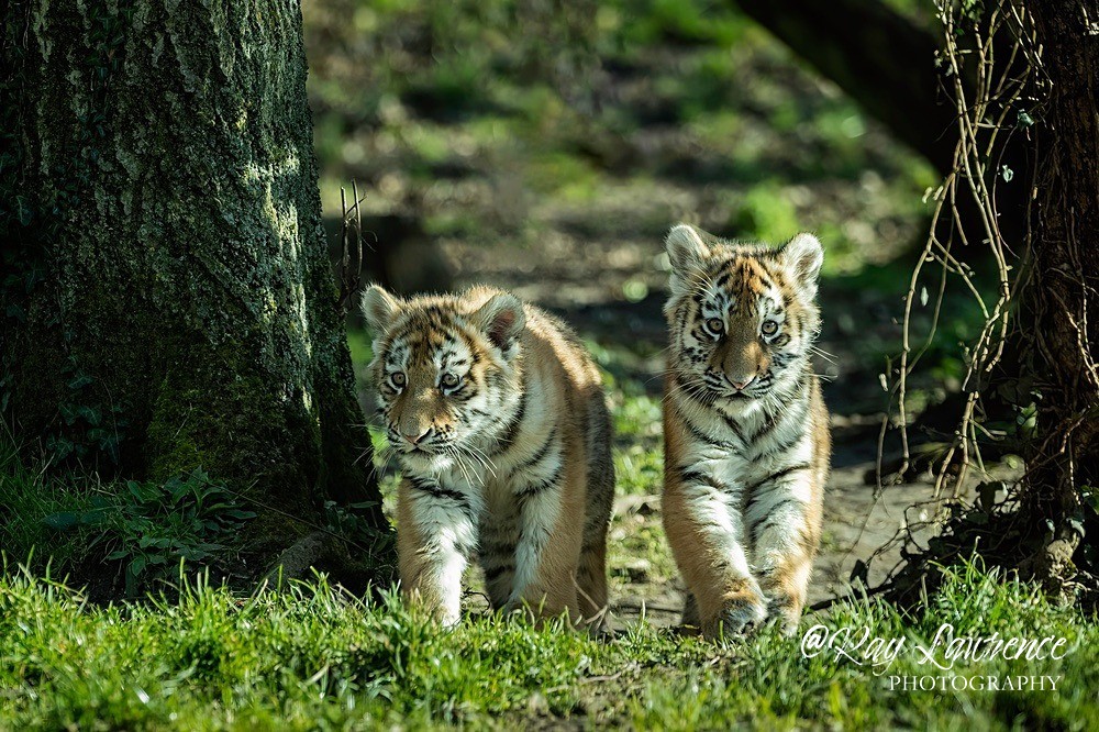 Amur Tiger CubsRLP_9958-304 - Vulnerable and Beyond