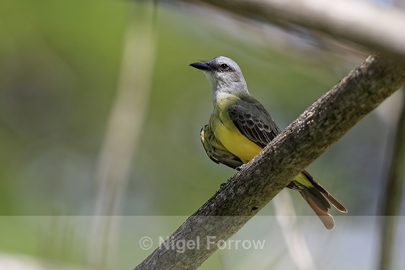 Tropical Kingbird perched, Colon, Panama - Tropical Kingbird