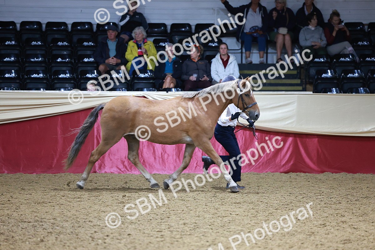 SBM_20071 - Class C - Novalty Champ