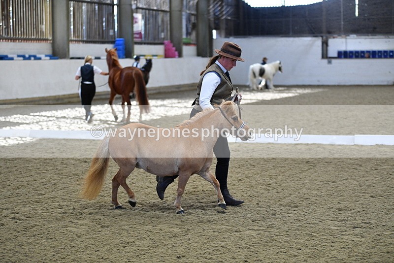 WJ5_3884 - Class 5 In Hand Veterans