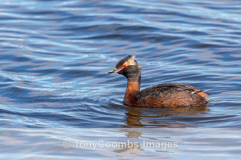 Slavonian Grebe - Iceland