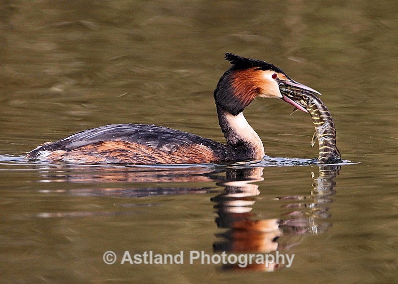 Astland Photography, Bird and Wildlife Images, Susan and Peter Wilson, U.K.