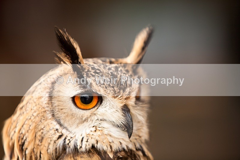 20120121-_MG_8744 - Eagle Owl