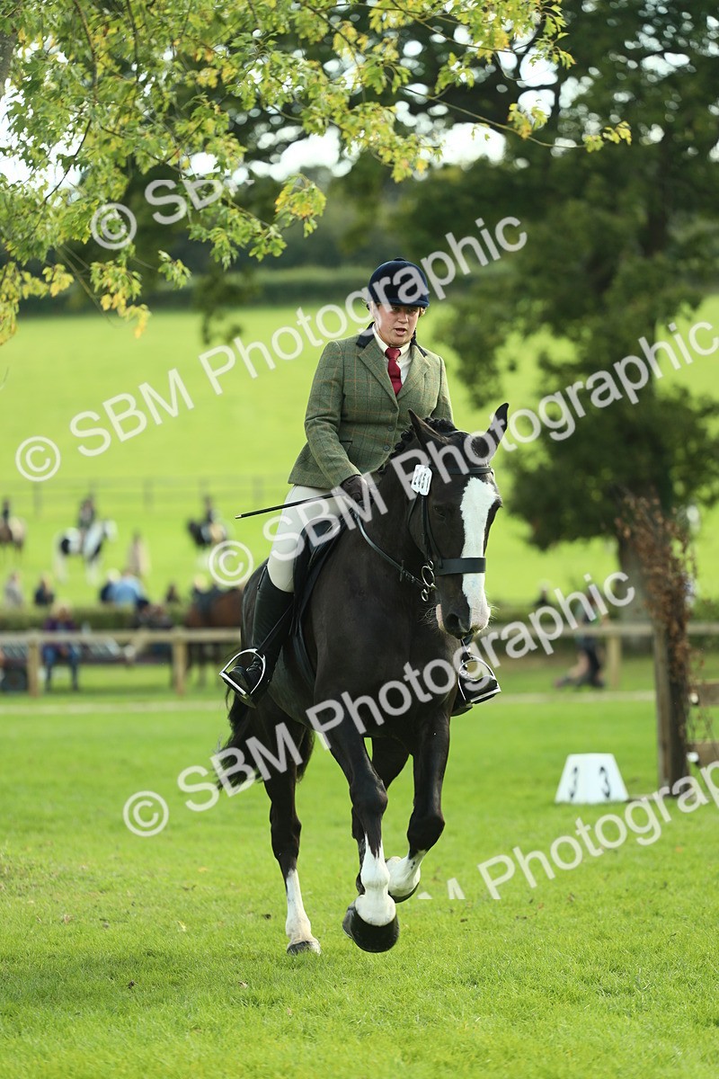 SBM_50697 - S33 - Working Hunter & Working Show Horse