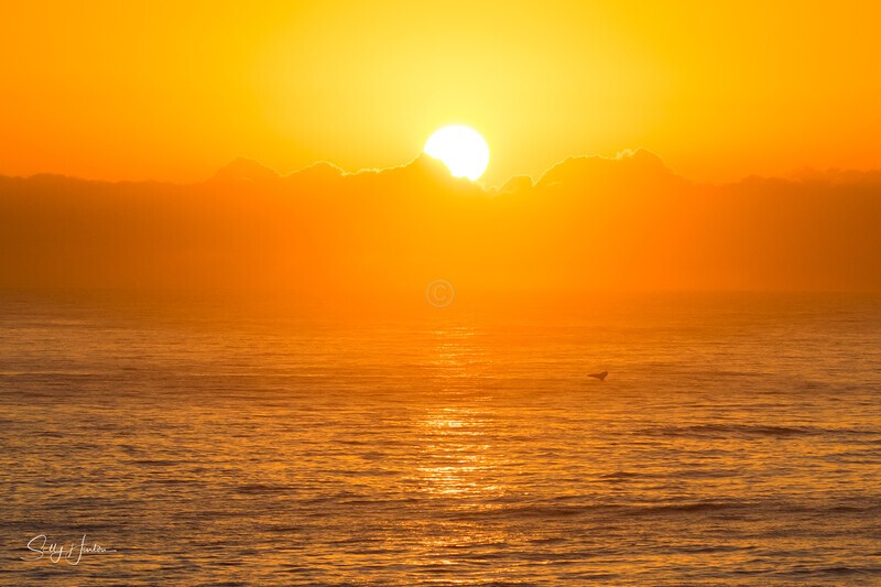 Tail slap at sunrise - Humpback Whales