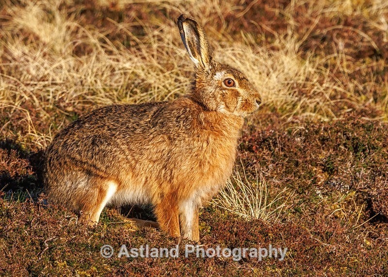 Brown Hare - Latest Images