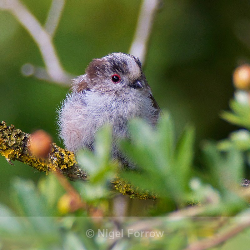 Long-tailed Tit - Long-tailed Tit
