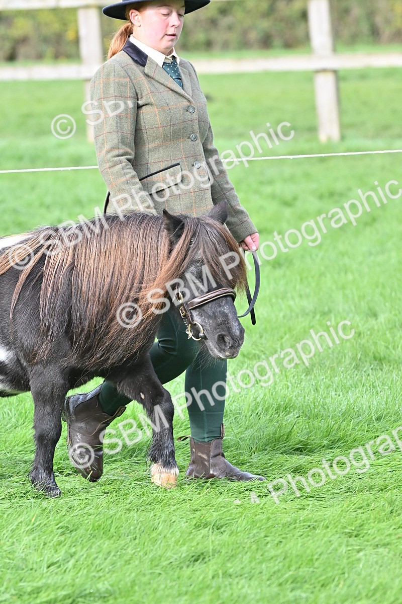 SBM_56847 - S45 - Coloured Pony In Hand