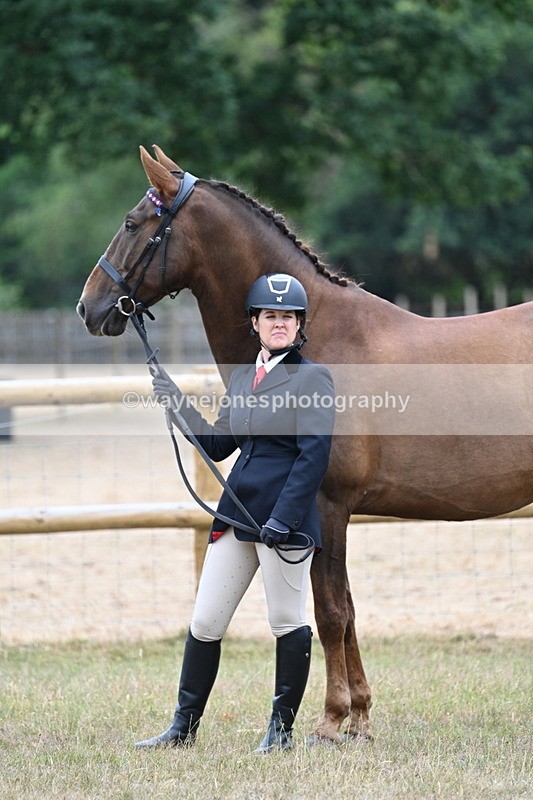 WJ7_9817 - Class 5a Most Handsome Gelding (above 14.2hh)