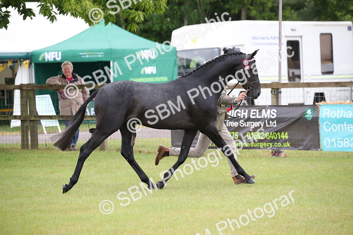SBM_00215 - Class 17-20 - Arab & Part Bred - Anglo Arab In Hand