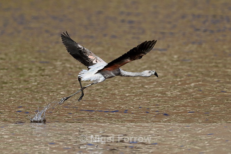 Chilean Flamingo (immature) takes off, Machuca, Chile - Chilean Flamingo