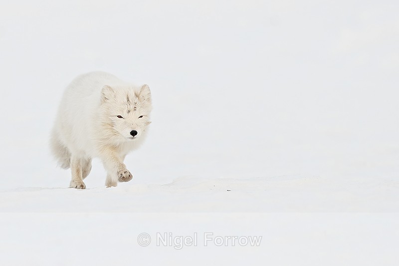 Running Arctic Fox, Svalbard, Norway - Arctic Fox