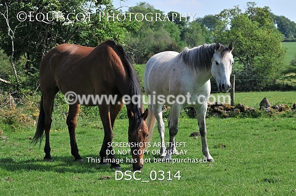 DSC_0314 - ARCHIVE REQUEST - Quincy and Guinness