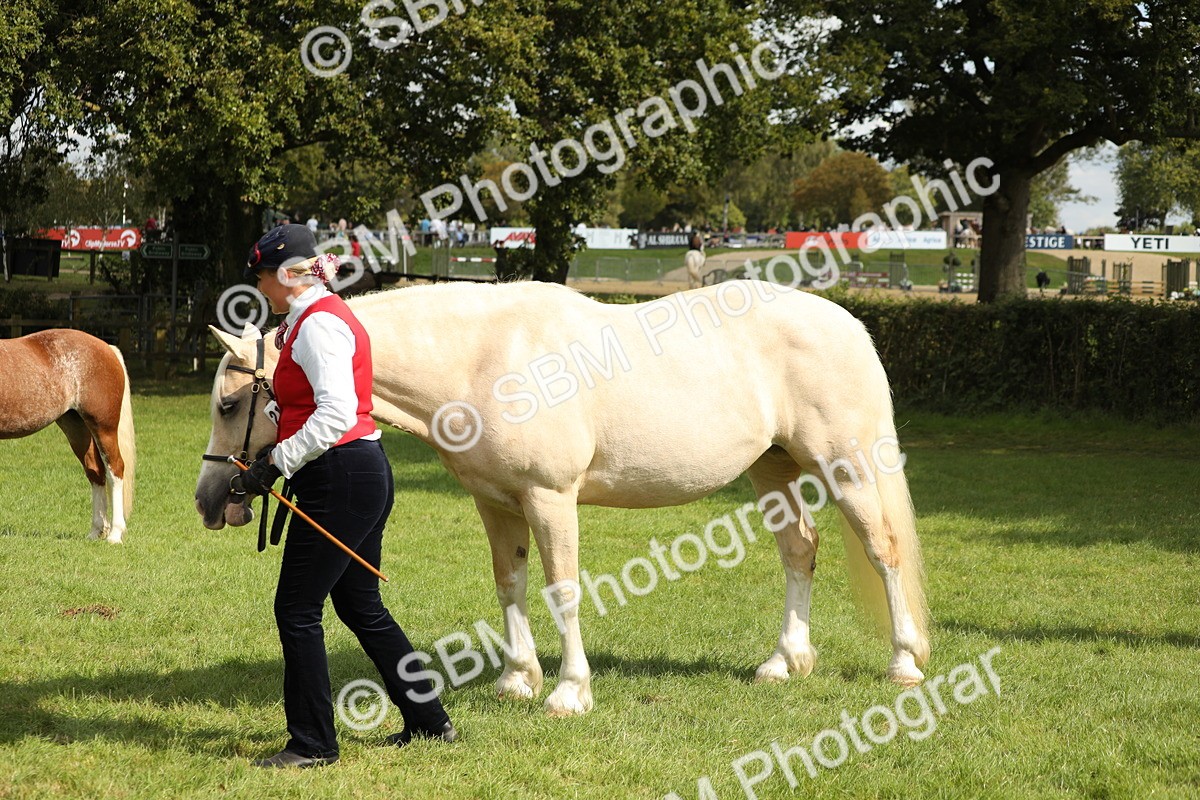 SBM_65461 - S47 - Mountain & Moorland In Hand Large Breeds