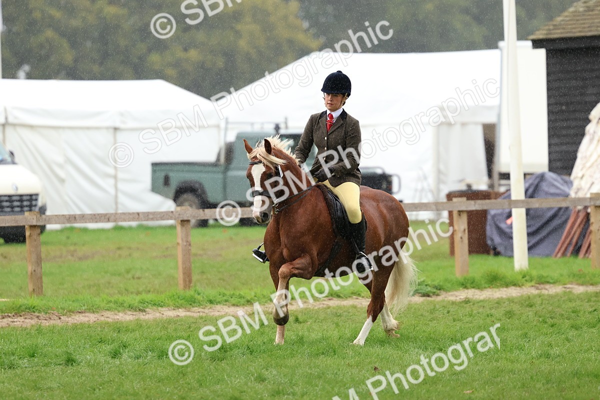 SBM_69694 - S62 - Mountain & Moorland Ridden Large Breeds