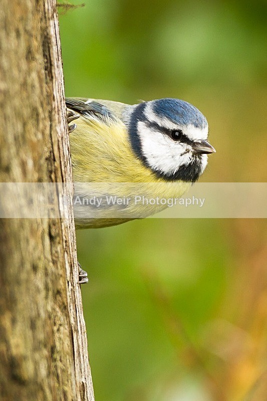 20121013-_MG_0941 - Blue Tit