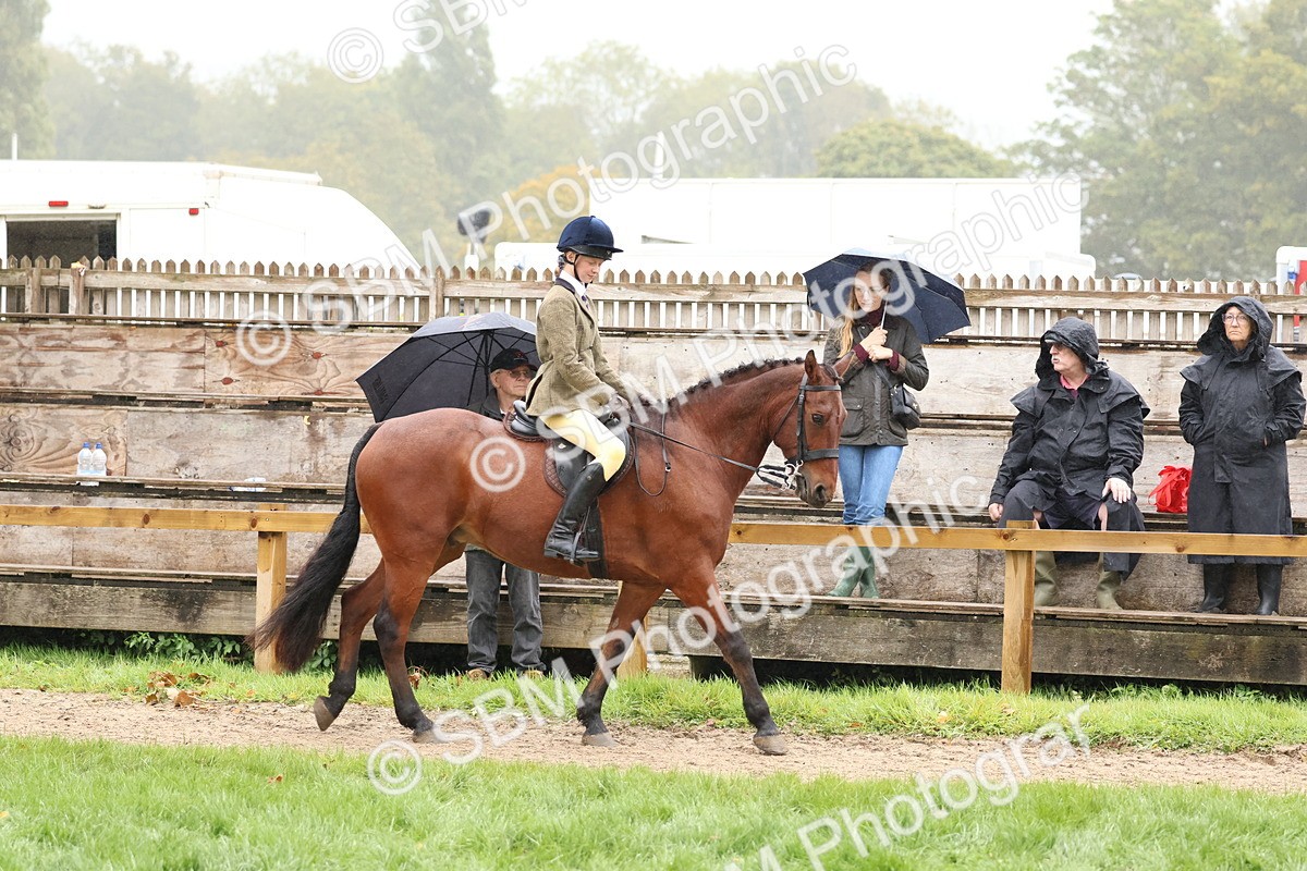 SBM_72982 - S63 Show Pony & Show Hunter Pony Ridden