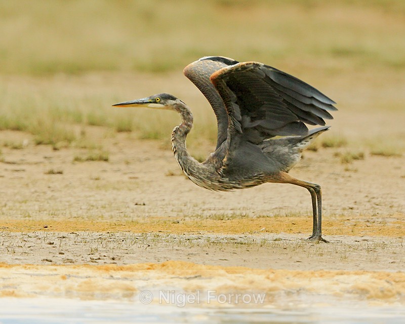 Great Blue Heron, Mud Lake, Canada - Great Blue Heron