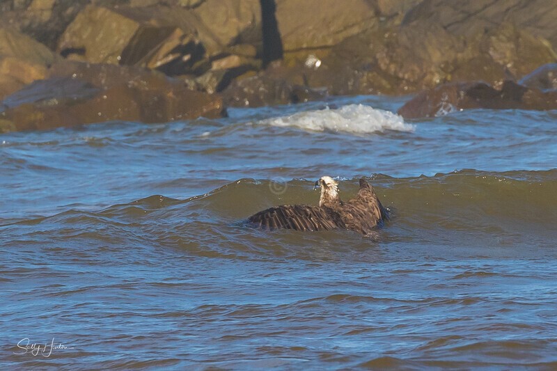 Osprey Fishing 2 - Osprey