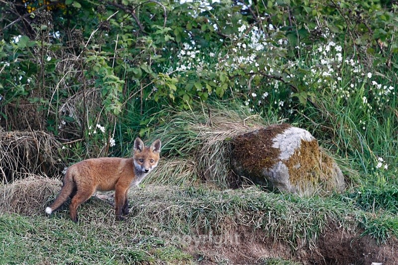 Fox Cub,County Louth - Various Mammals