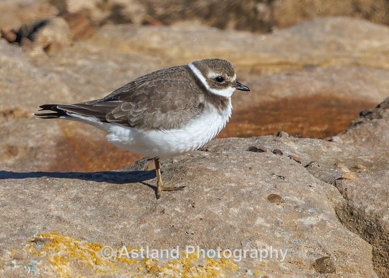 Ringed Plover - Latest Images
