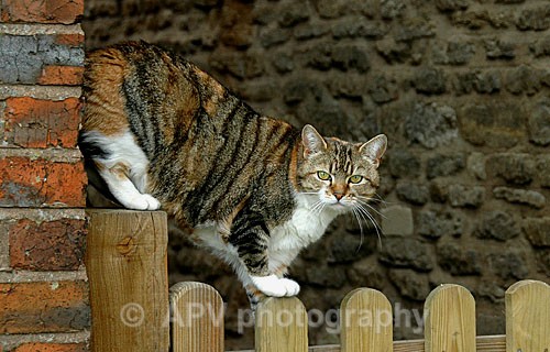Tabby patrol... - Dogs'n'Cats