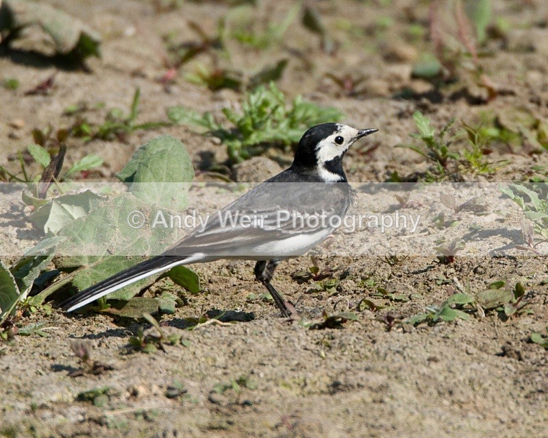 20110422-IMG_4713 - Pipits & Wagtails