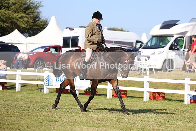 3E7A5437 - Class 2: Rising Star Large Hack/Riding Horse