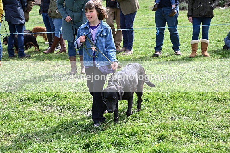 WJ6_8943 - Class 8 Best Working / Gun Dog or Bitch