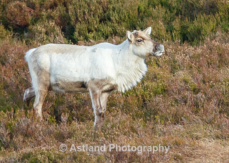 Astland Photography, Bird and Wildlife Images, Susan and Peter Wilson, U.K.