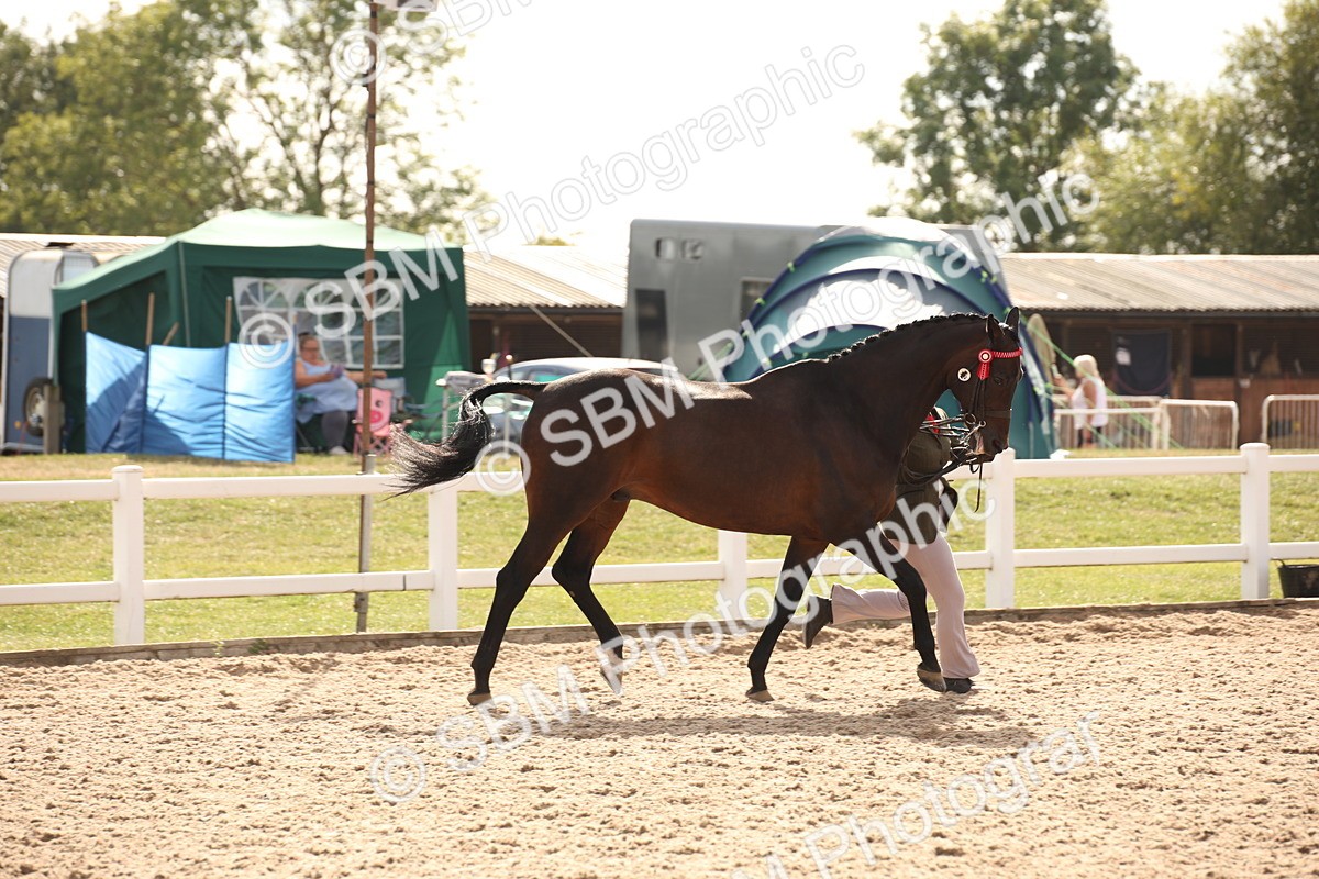SBM_08194 - Class 27 - IH Competition Horse-Pony