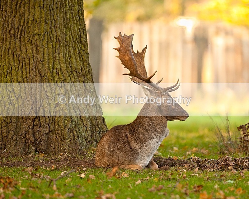 20111022-_MG_6743 - Fallow Deer