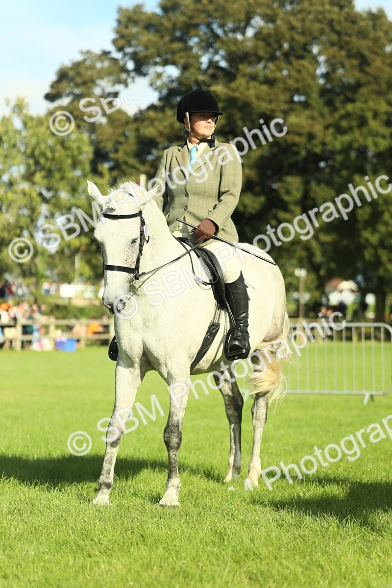 SBM_49869 - S32 - Novice & Newcomers Working Hunter