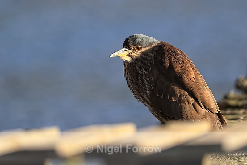 Black-crowned Night-Heron (juvenile), Carcass Island, Falklands - Black-crowned Night-Heron