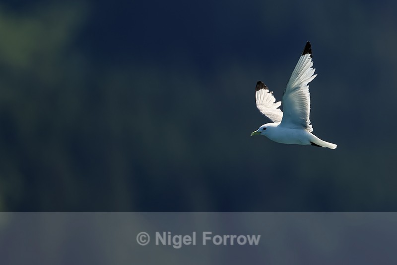 Kittiwake flying back lit shot, Prince William Sound, Alaska - Black-legged Kittiwake