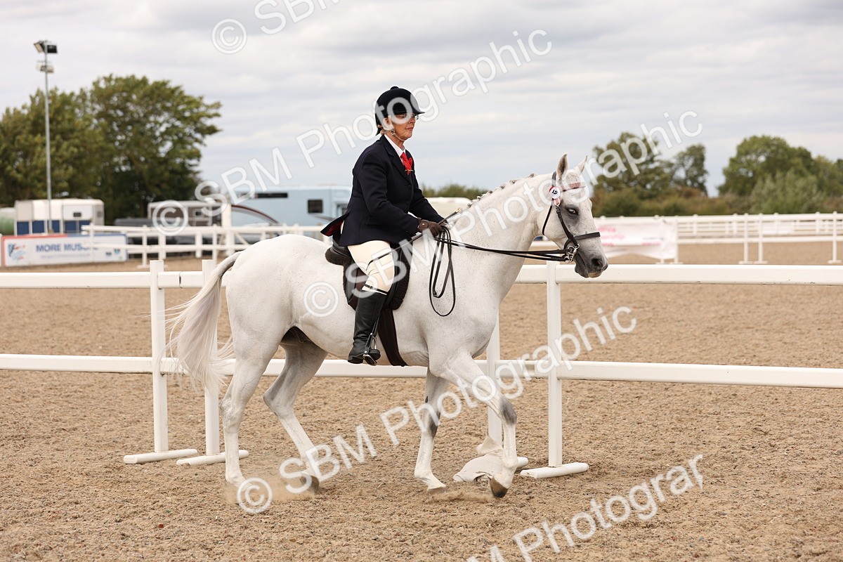 SBM_17303 - Class 214 - Ridden Hack Riding Horse