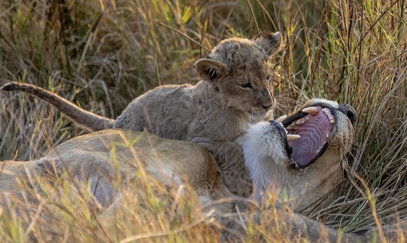 What big teeth you've got! - Botswana Wildlife