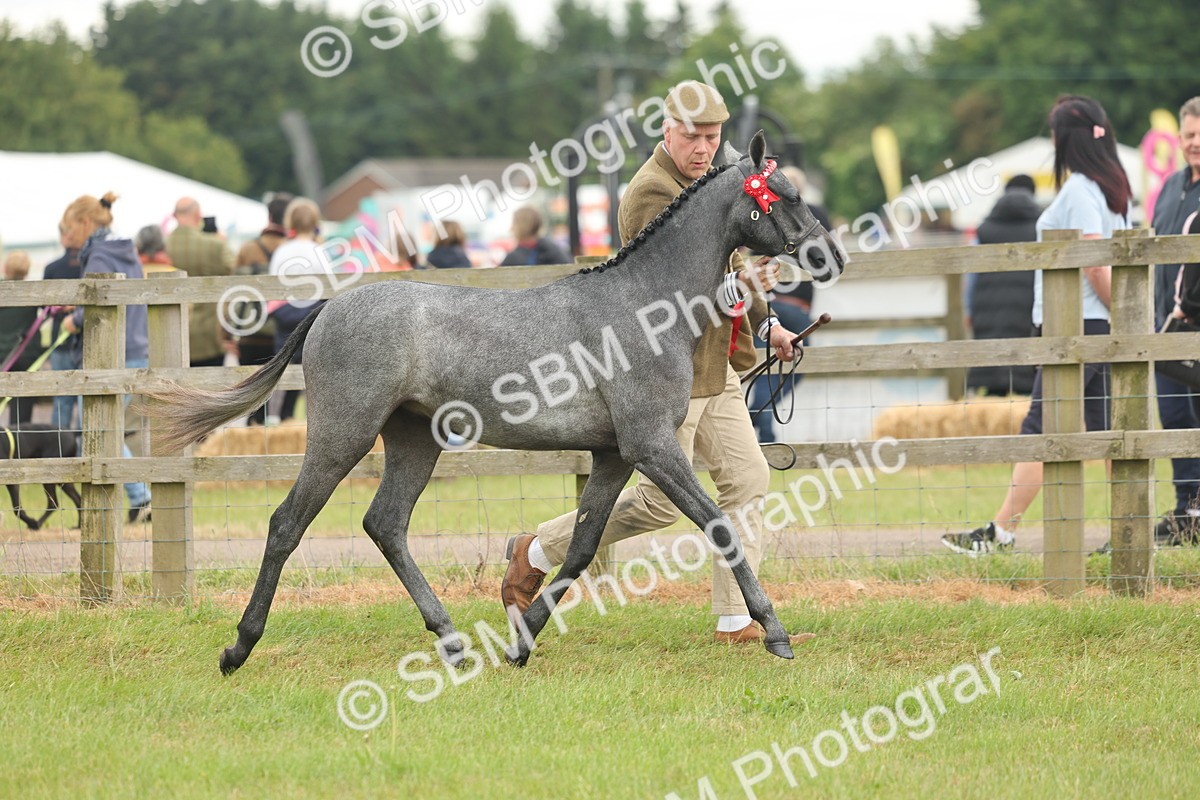 SBM_05388 - Class 68-73 - Riding Pony Breeding