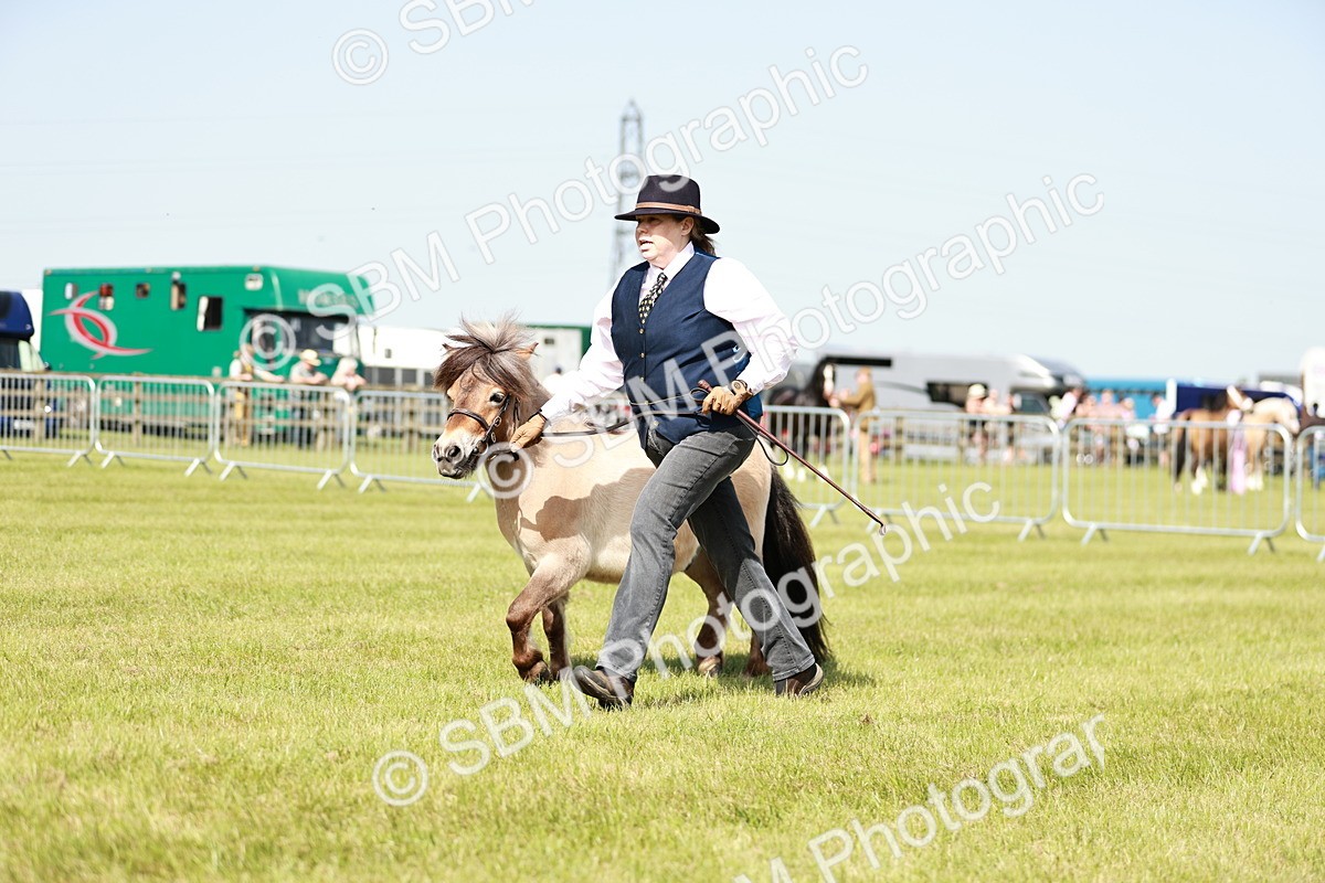 SBM_01782 - Class 14-23 - Mountain & Moorland In Hand Non Welsh