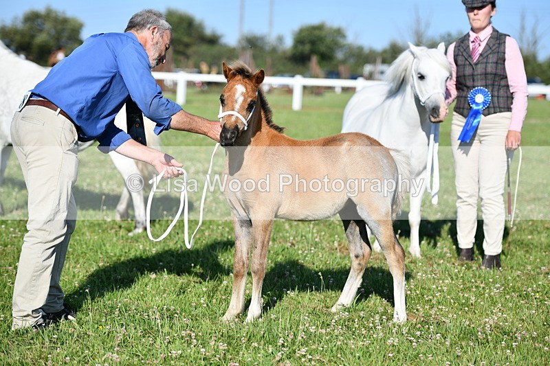 DSC_5312 - Classes 47 & 48: NPS M&M Brood Mare and Foal