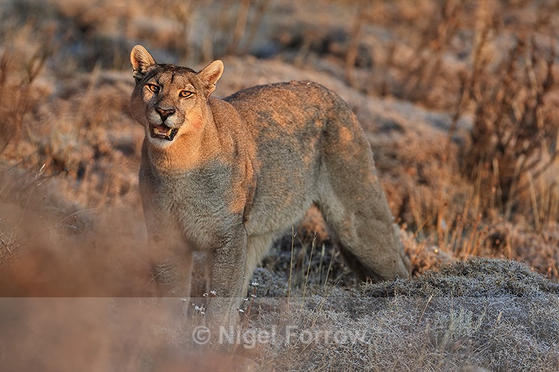 Puma Petaca early morning sunshine, Torres del Paine, Chile - Puma