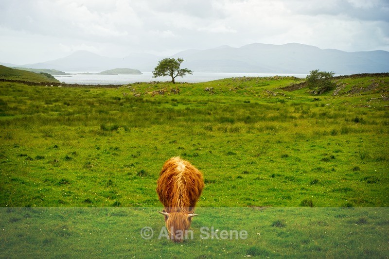 DSC02018 - Lismore West Scotland