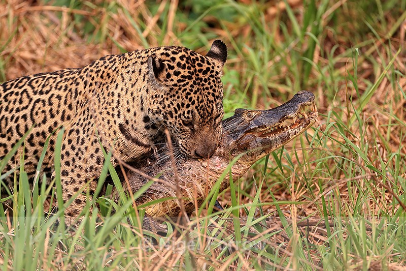 Jaguar hunting sequence (frame 7):  Biting Caiman on back of neck - Jaguar