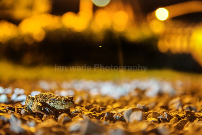 Common Toad in the city of Bristol. - Reptiles, amphibians & pond life, Great Britian