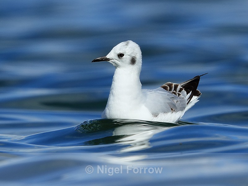 Bonaparte's Gull on water, Farmoor Reservoir - Bonaparte's Gull