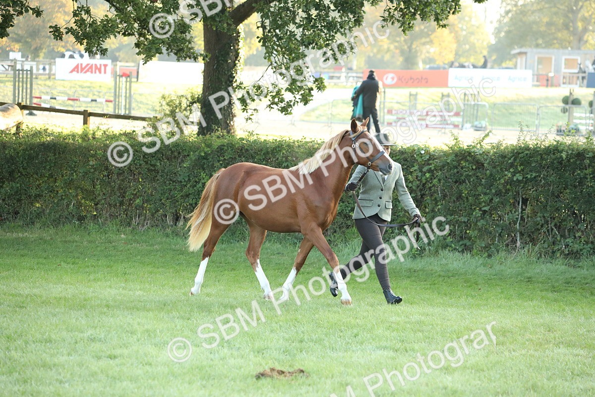 SBM_57805 - S42 - Youngstock